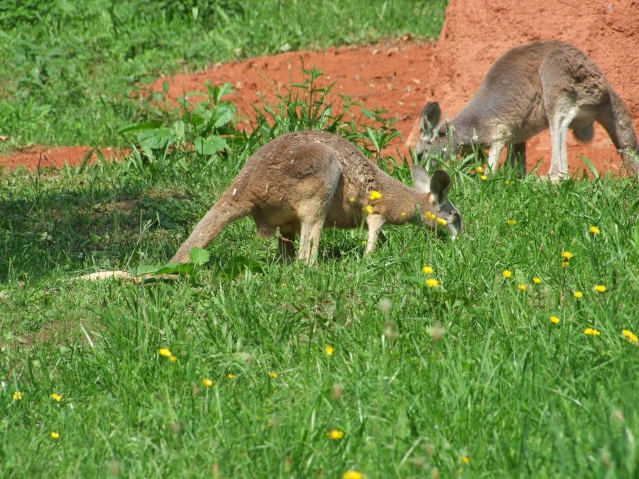 Skippy (väčšia) a Sydney