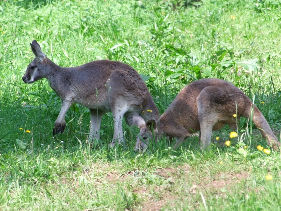 Skippy (väčšia) a Sydney