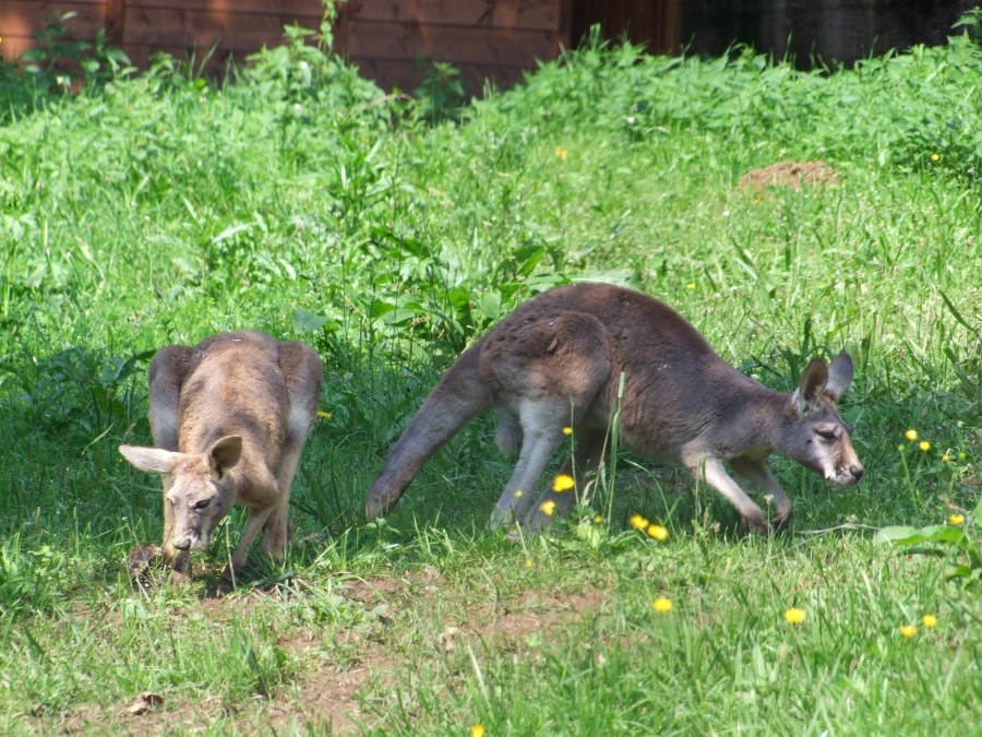 Skippy (väčšia) a Sydney