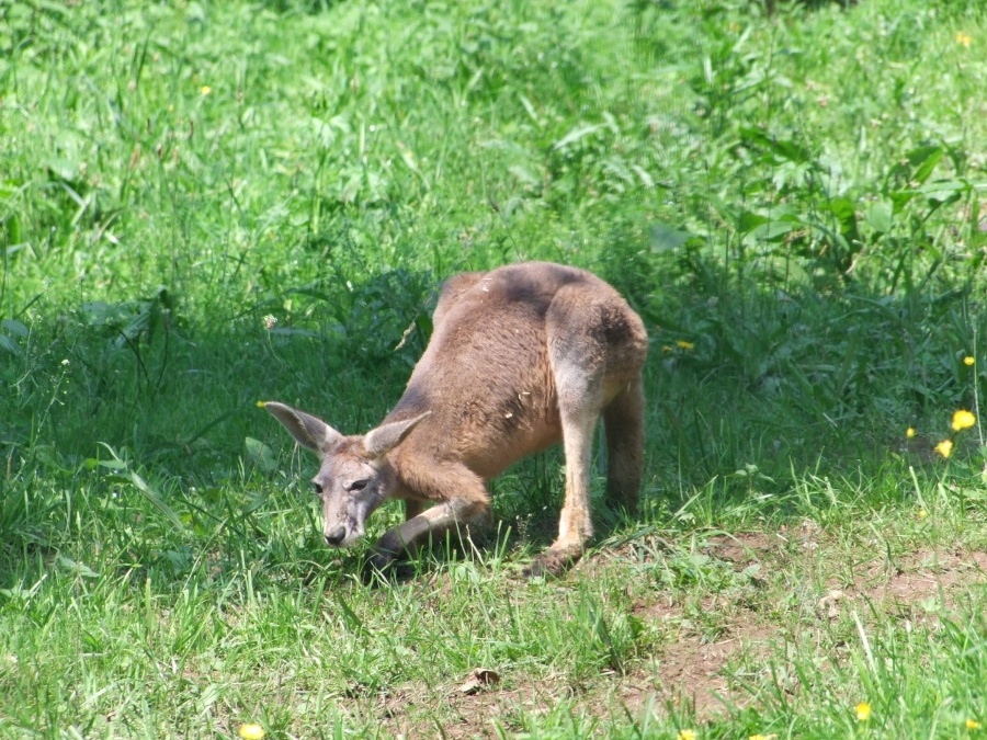 Skippy sa vonku veľmi