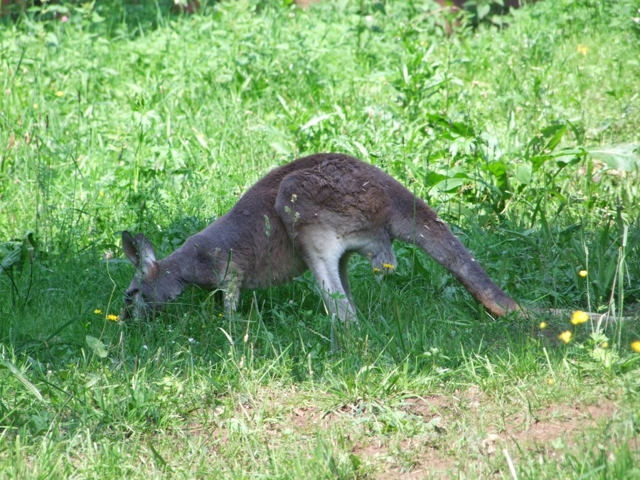 Skippy (väčšia) a Sydney