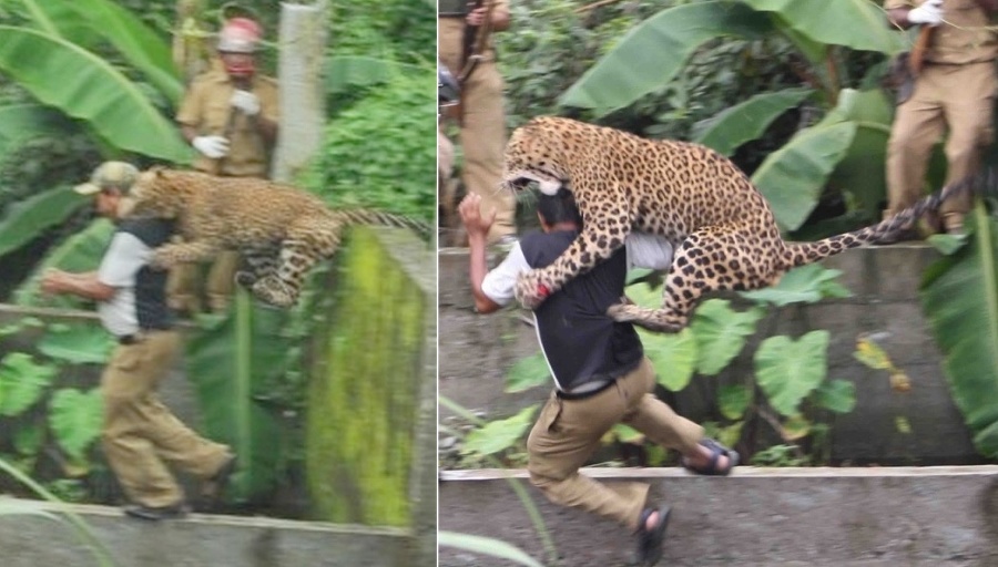 Divoký leopard zaútočil v