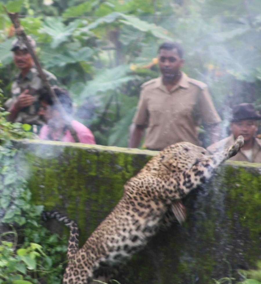 Divoký leopard zaútočil v