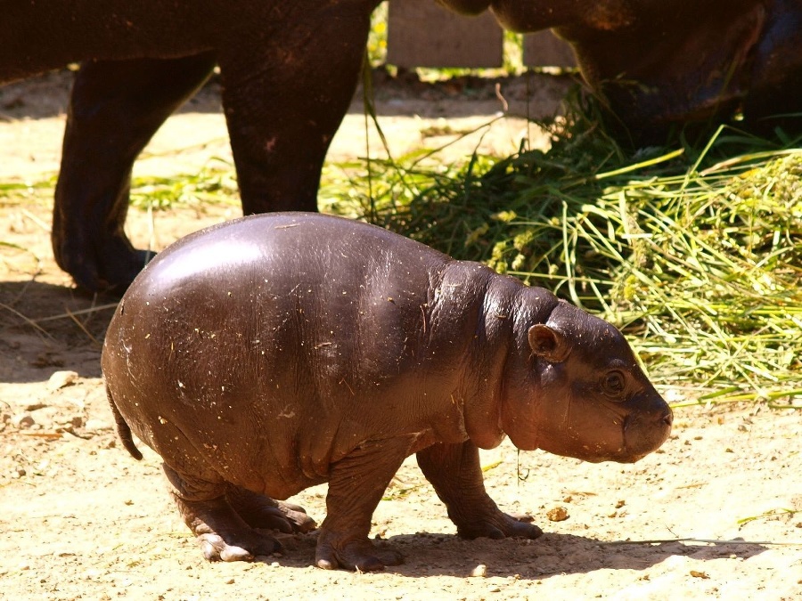 Bratislavskej zoo pribudol ďalší