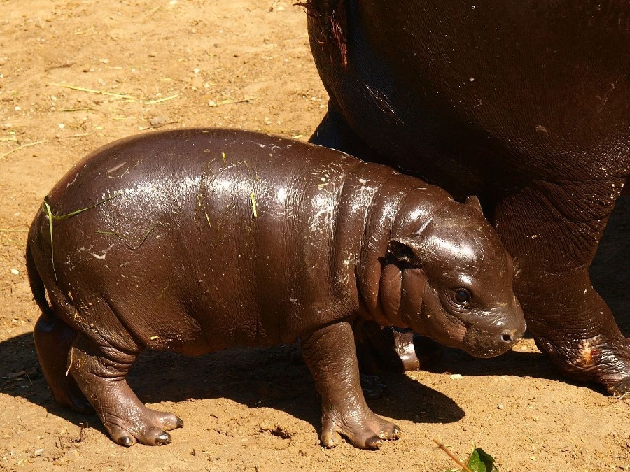 Bratislavskej zoo pribudol ďalší