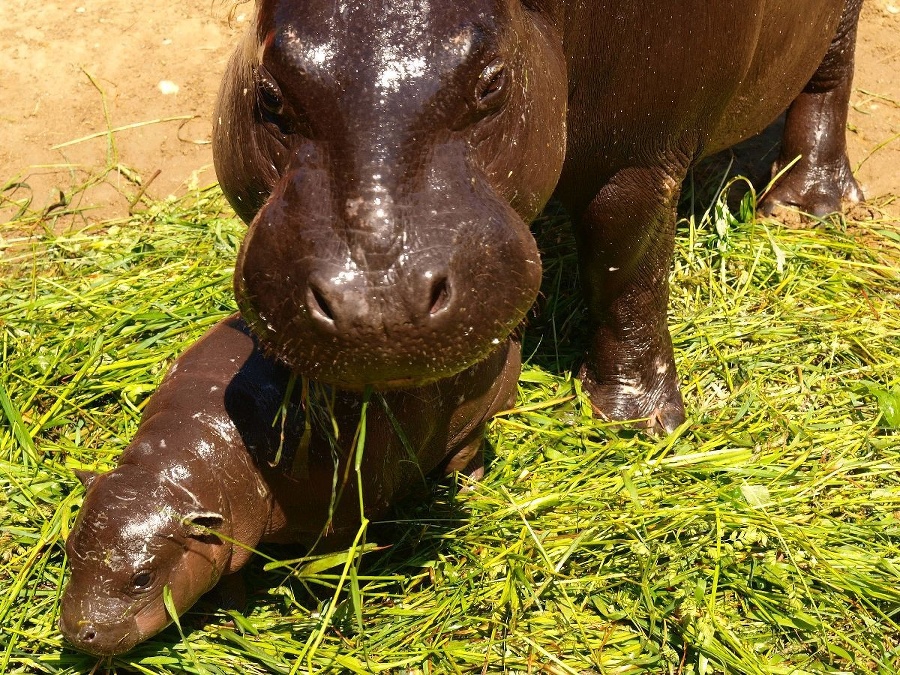 Bratislavskej zoo pribudol ďalší