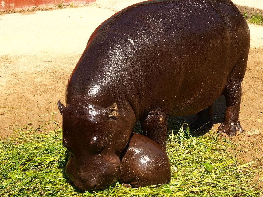 Bratislavskej zoo pribudol ďalší