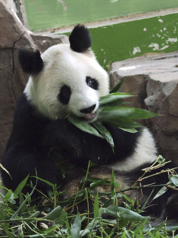 Najstaršia panda sveta Ming