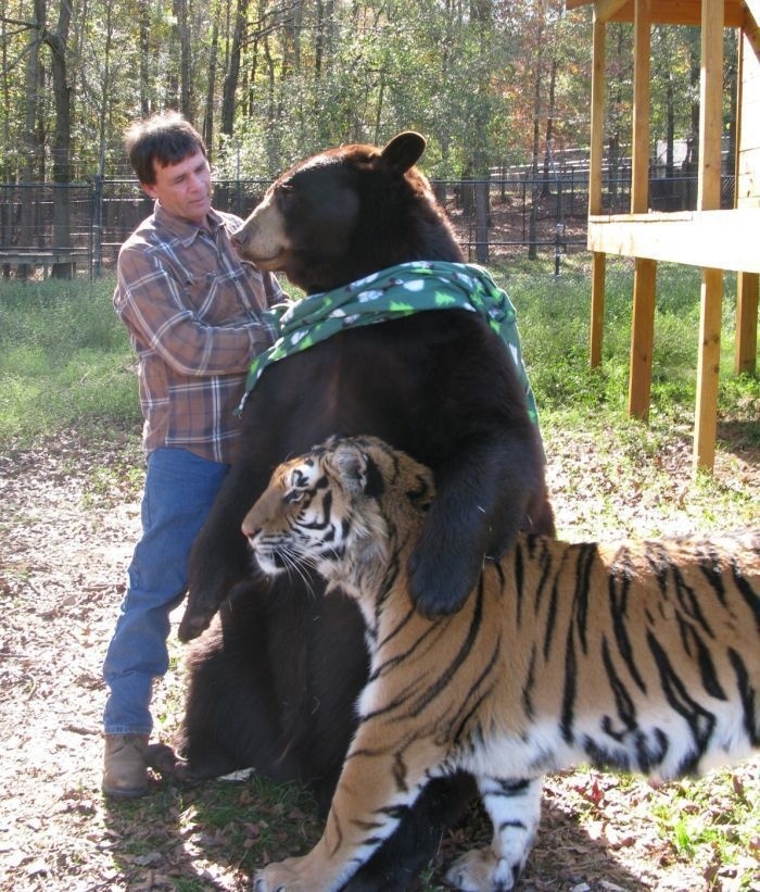 Medveď a tiger -