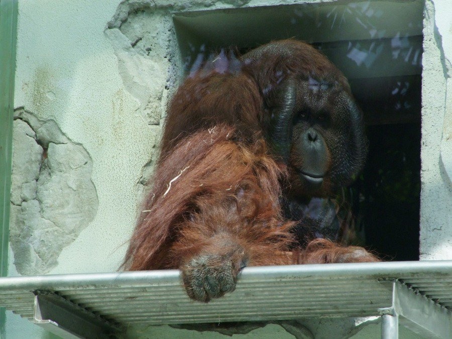Orangutan Kiran