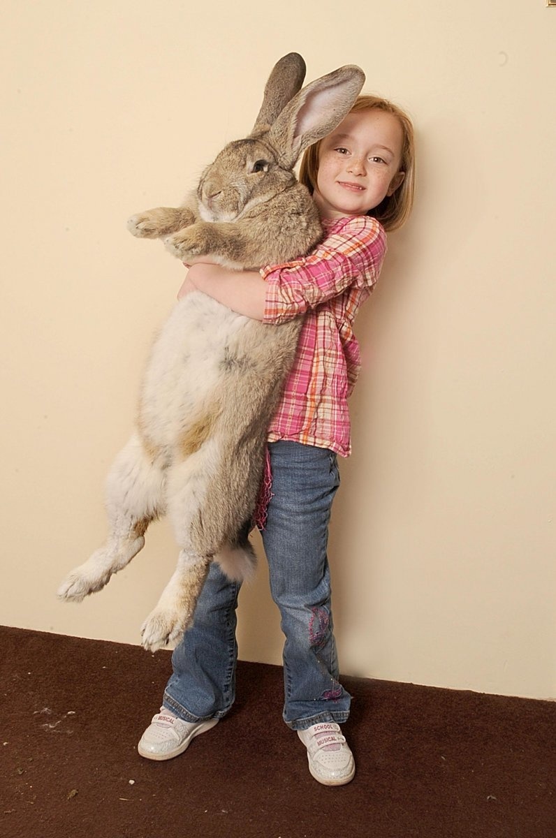 Najväčší králik na svete