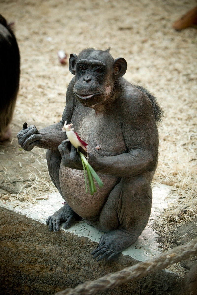 Tehotná šimpanzica Uschi.