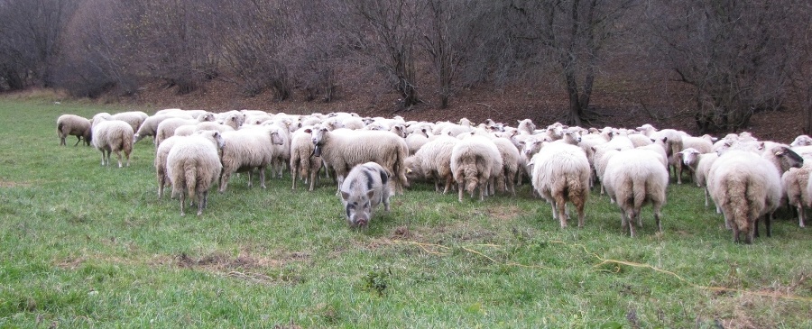 Malý výmyselník zaháňanie oviec zbožňuje.