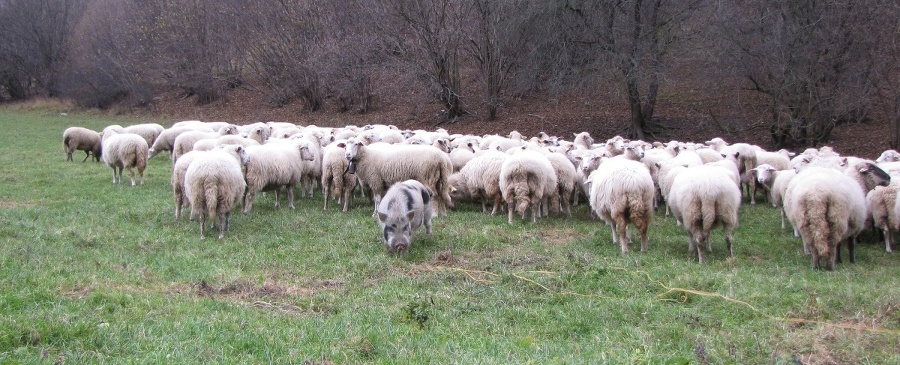 Malý výmyselník zaháňanie oviec