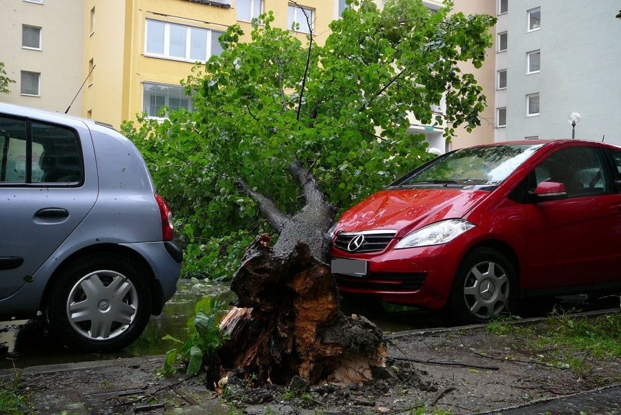 Kataríne Baračičovej padnutý strom