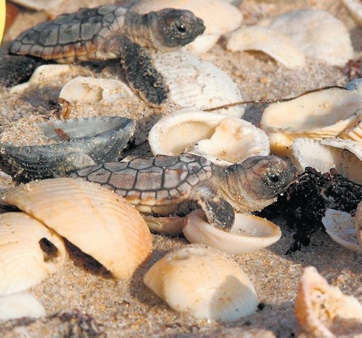 A SÚ VONKU: Vitajte na svete! Tri dni sa korytnačie mláďatká prebojovávali na svetlo sveta - teraz z piesku smerujú k moru. K cieľu majú pred sebou ešte náročných 40 metrov, kde ich môžu ohroziť predátory.