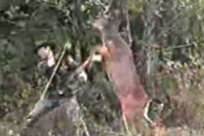 Jeleň napadol poľovníka.