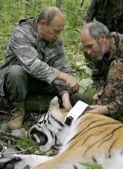 Vladimir Putin skolil tigra.