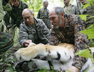 Vladimir Putin skolil tigra.