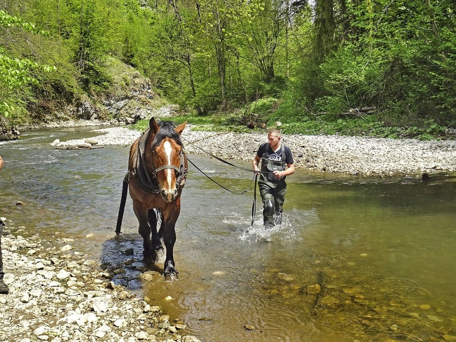 Do koryta Hornádu prichádza