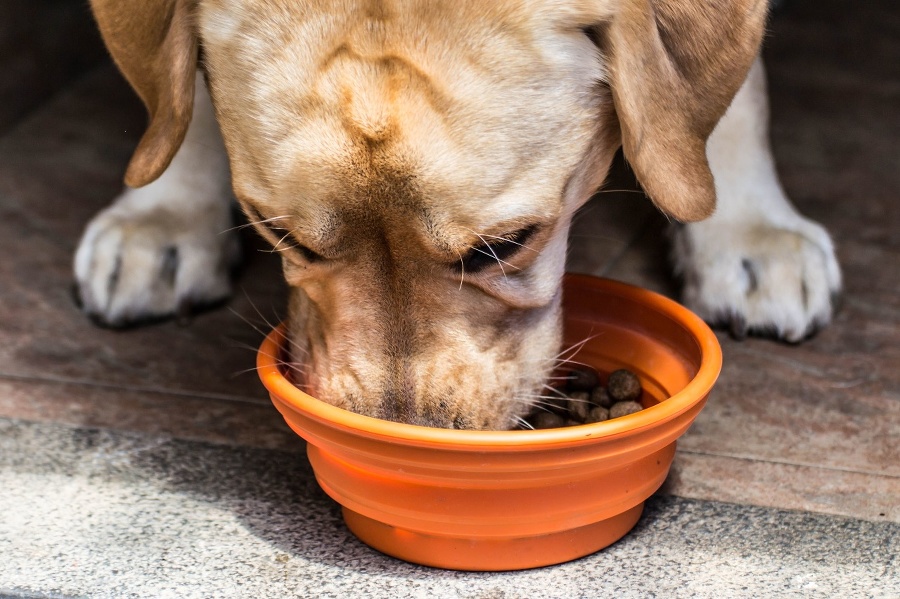 Primer plano de un perro Labrador comiendo