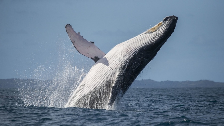 Humpback whale jumps out