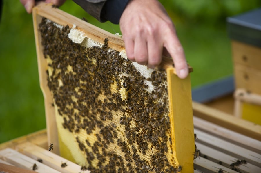Včelie úle v prezidentskej