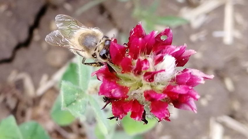 Červené pole poskytuje včelám