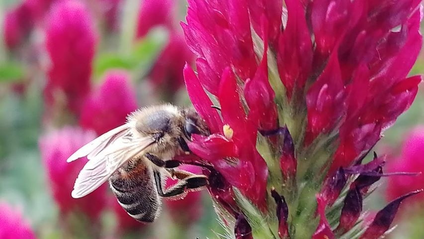 Včely majú v ďateline