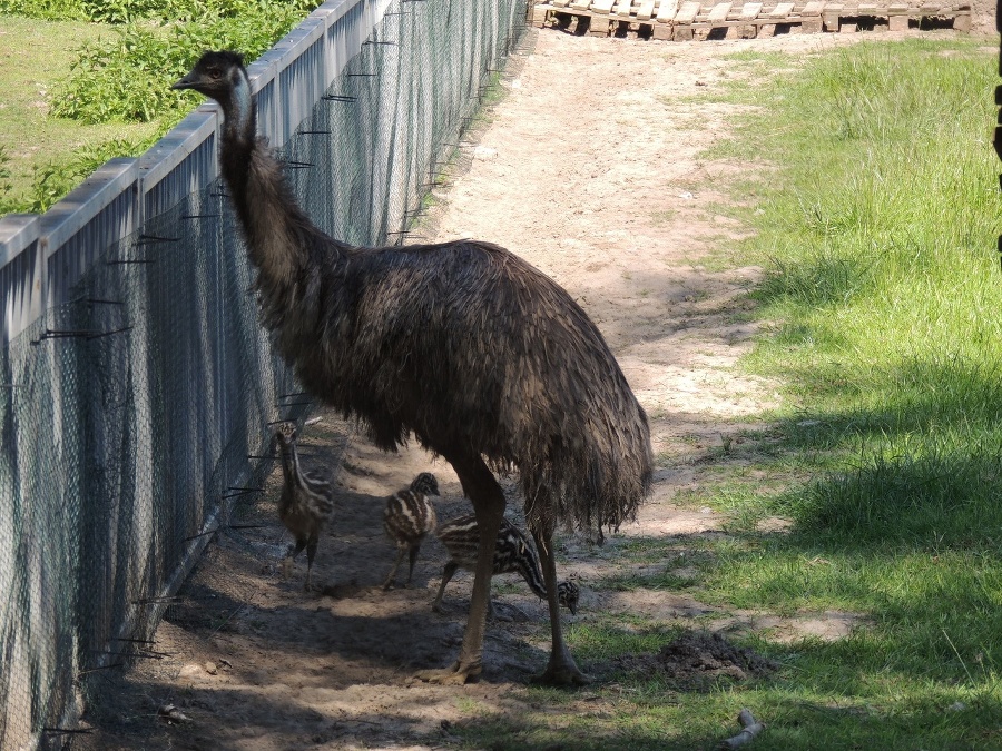 Minizoo v žiarskom Parku