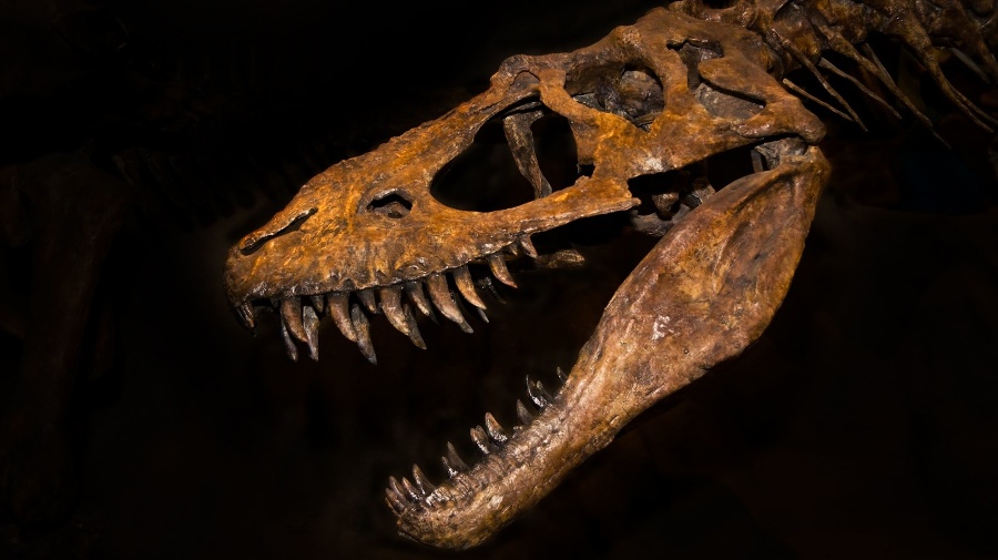 A large T-rex skull