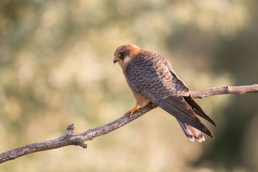 The red-footed falcon 