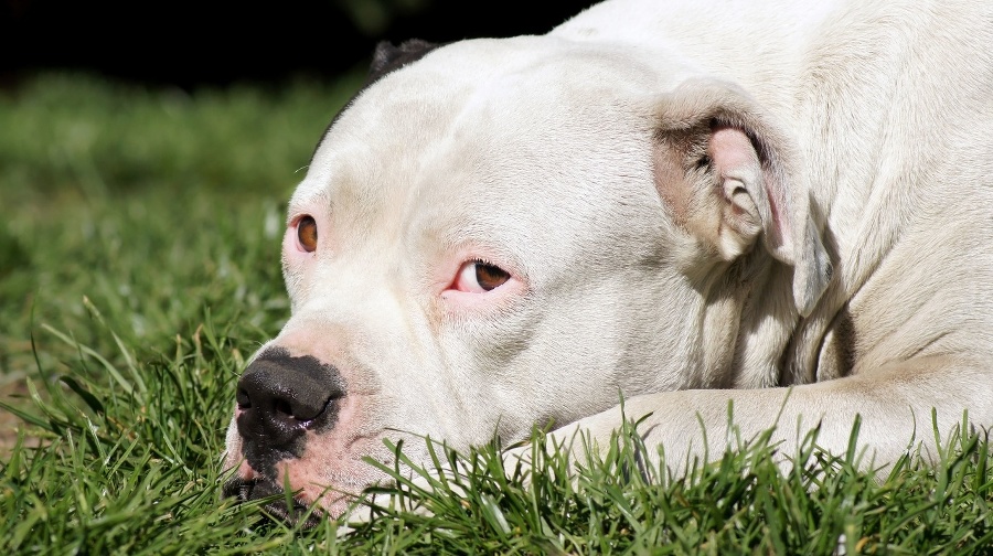 American bulldog basks in