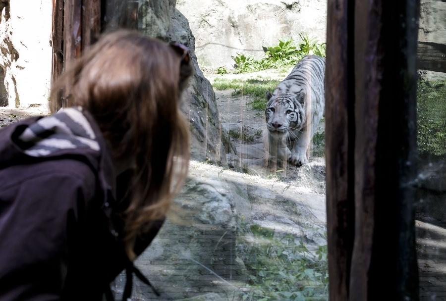 Návštevníčka pred výbehom tigra