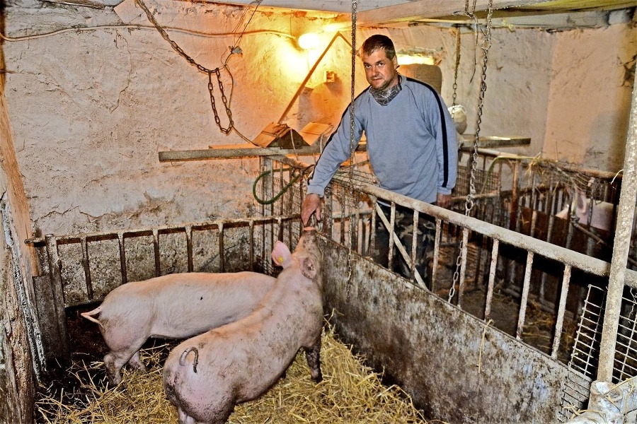 5. mája 2020 - Juraj začína chov odznova, neznámy dobrodinec mu daroval dve malé prasničky.