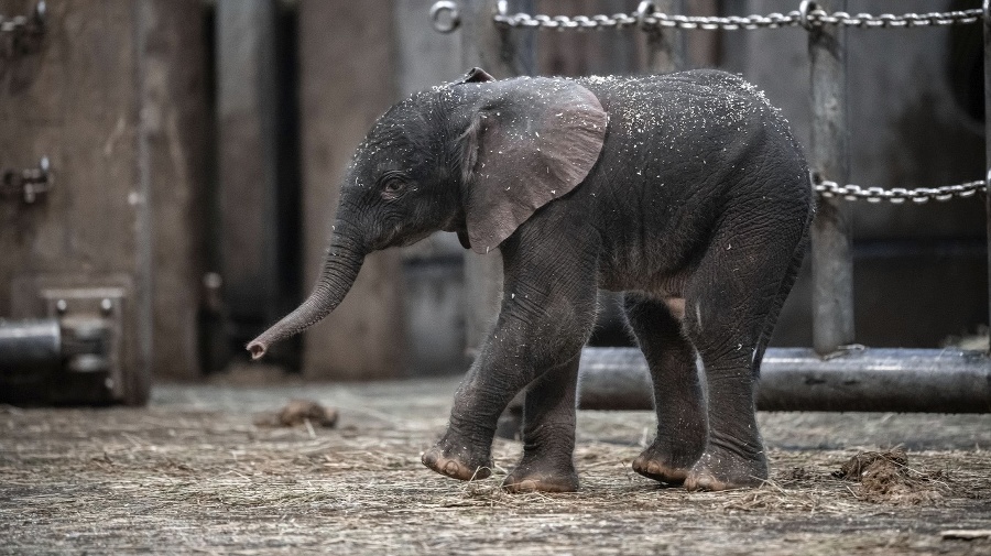 Zoo zažívajú krízu kvôli