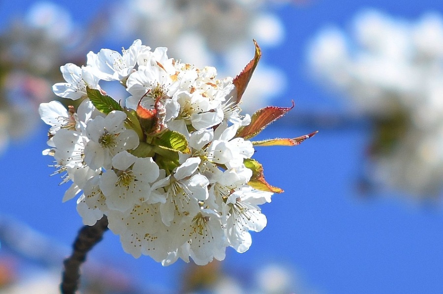 Niekoľko tisíc kvitnúcich čerešňových