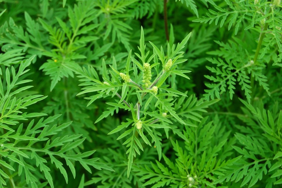 Ambrosia artemisiifolia with typical