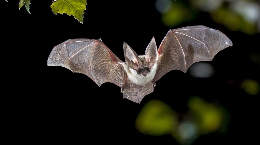 Flying bat hunting in