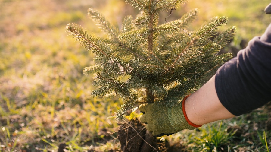 Worker plant a young