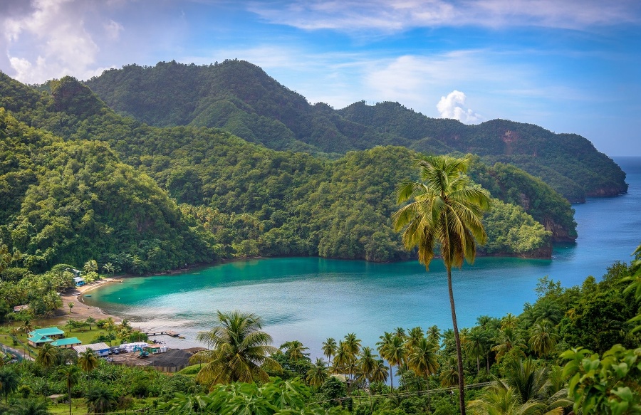 Sea and palm trees