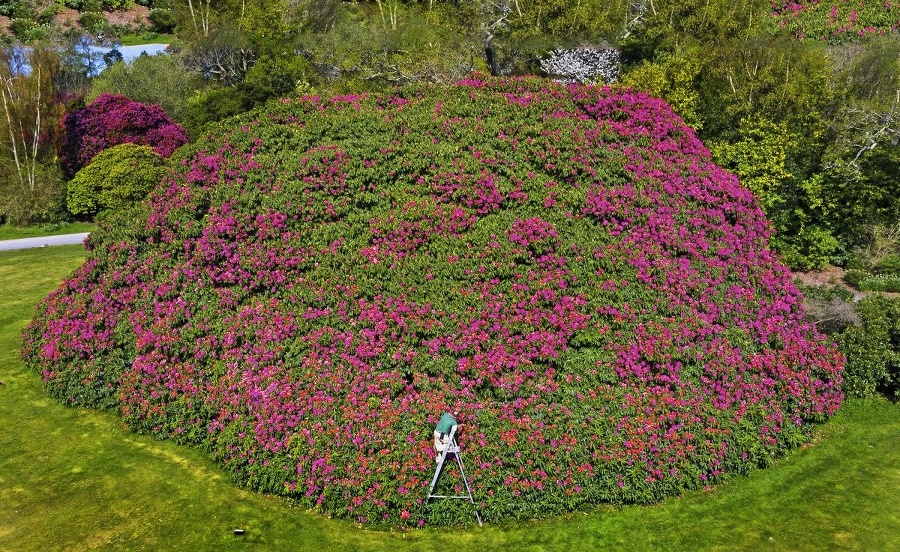 Najväčší rododendron!