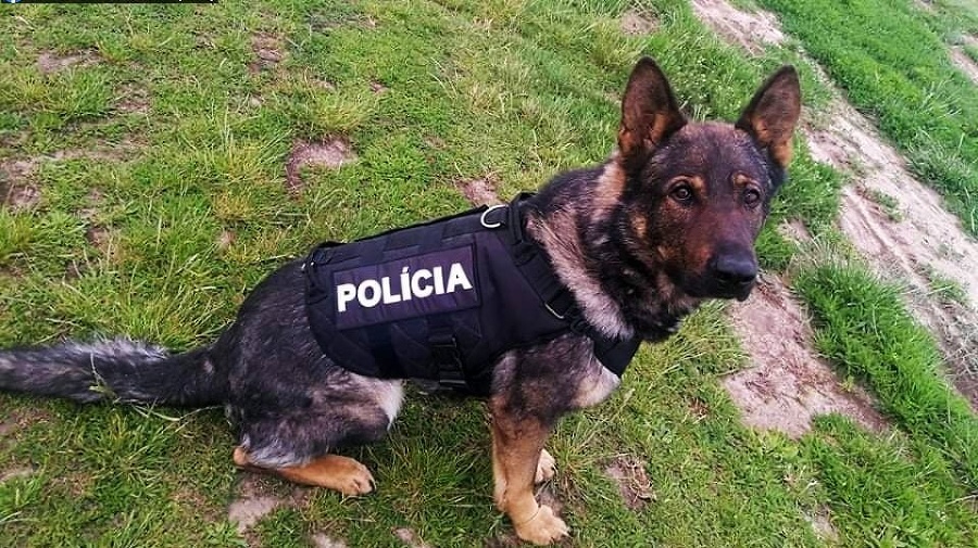 Policajný pes Taras je