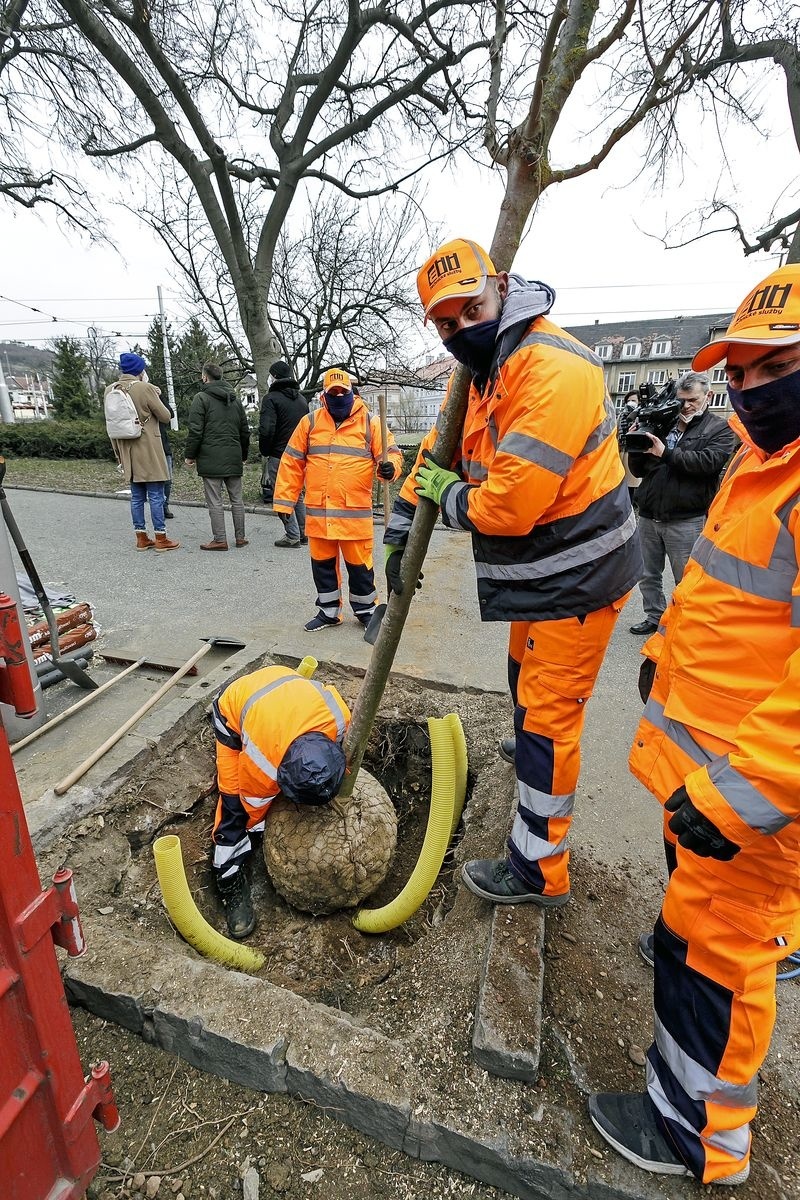 Nové stromy osadili pracovníci