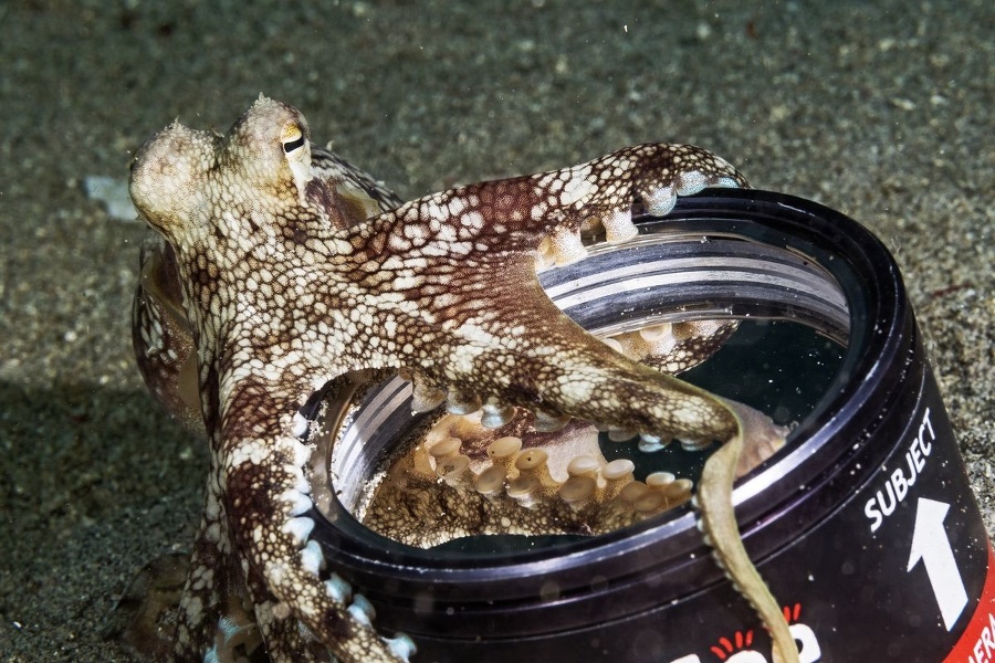 Prekvapivo inteligentná: Chobotnica dokáže