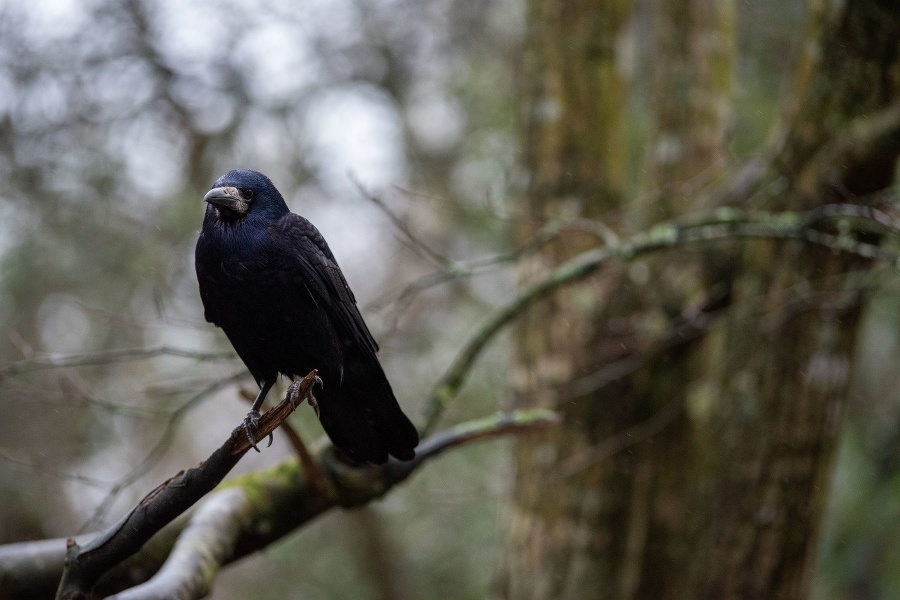 European Rook