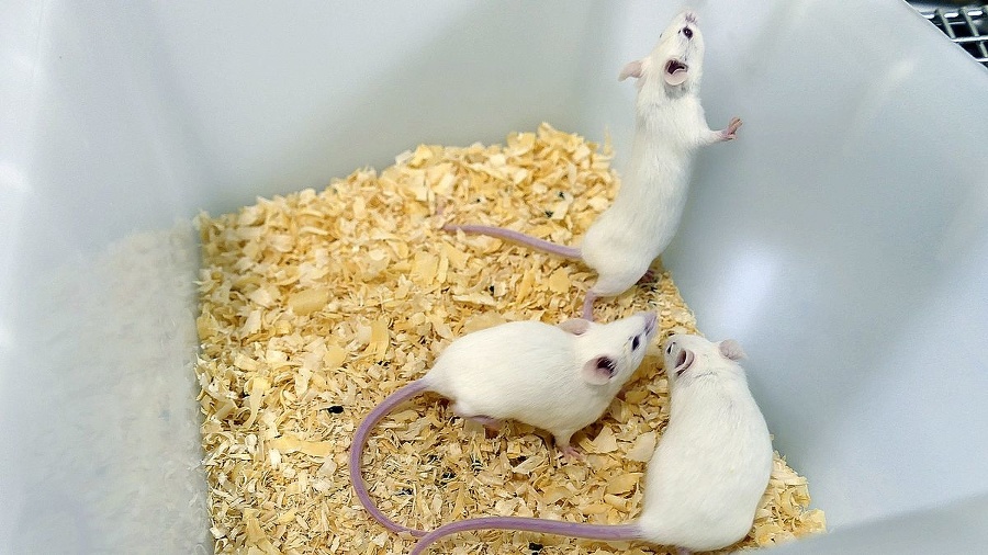 Myši po úspešnom testovaní
