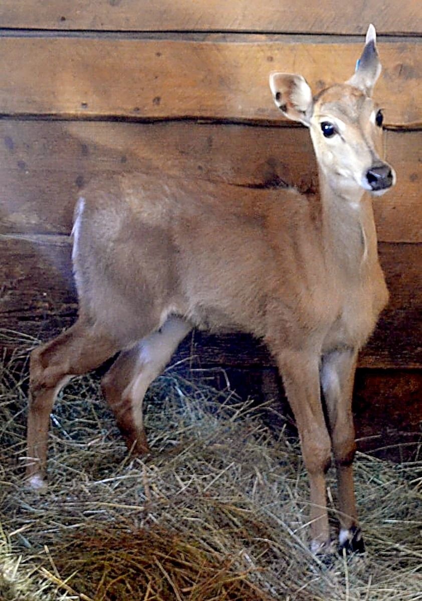 Antilopa nilgau