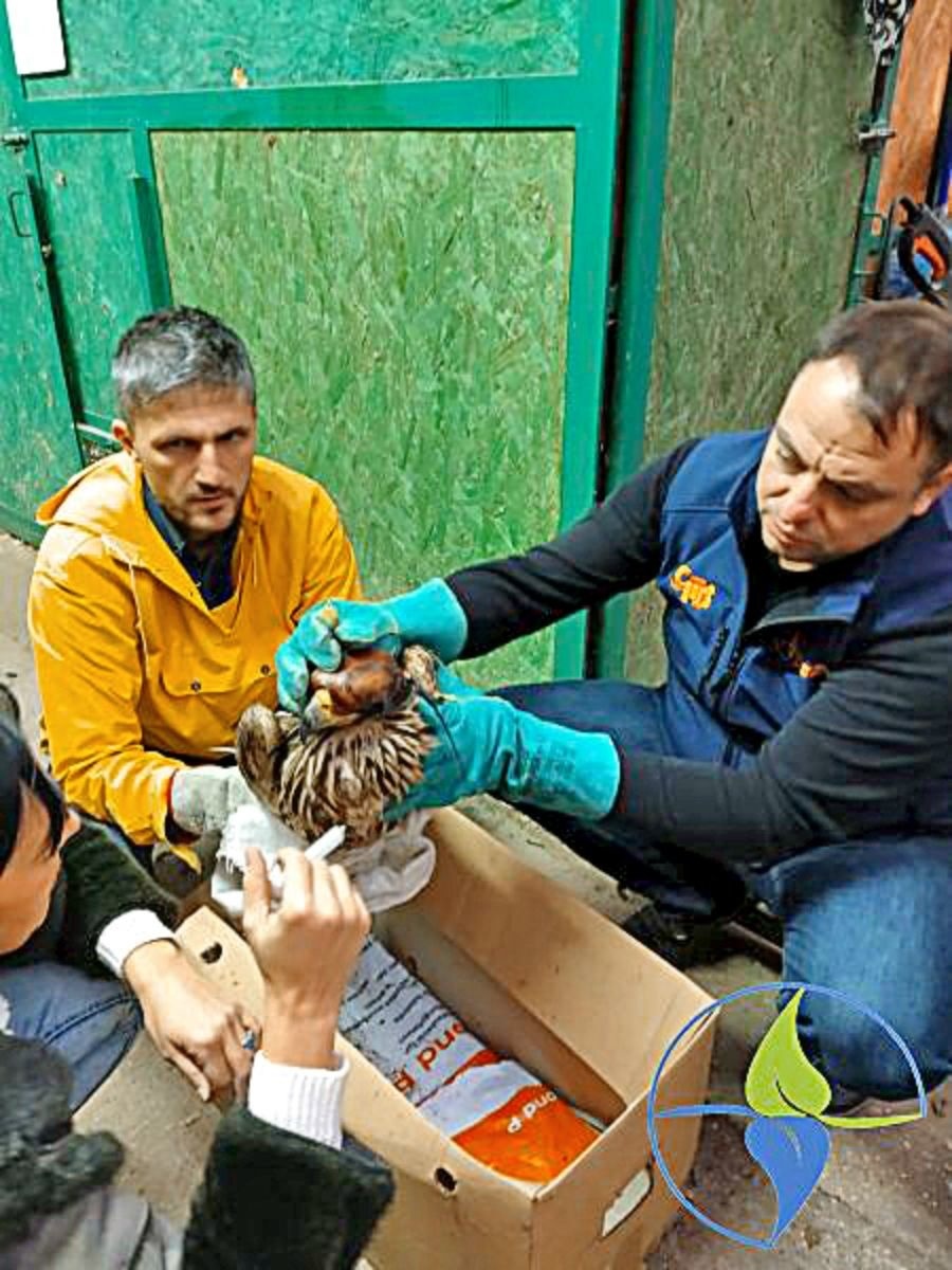 Orlicu sa snažili v tamojšom zoo útulku zachrániť, žiaľ, márne.