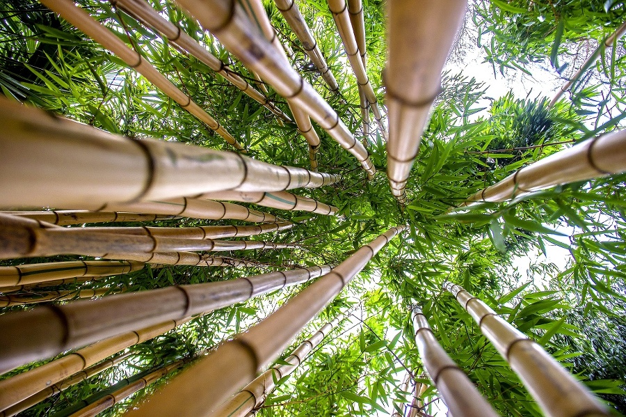 Bambusu má niekoľko desiatok